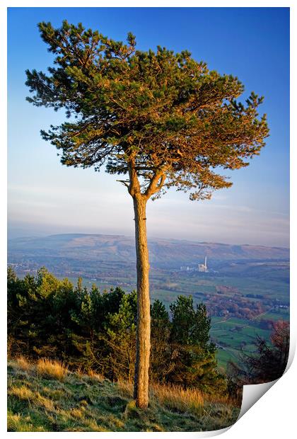 Lonesome Pine Print by Darren Galpin