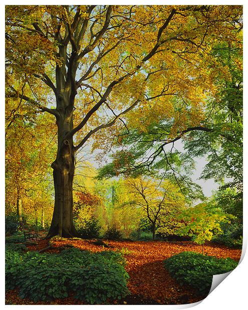 Autumn Colours Sheffield Botanical Gardens Print by Darren Galpin