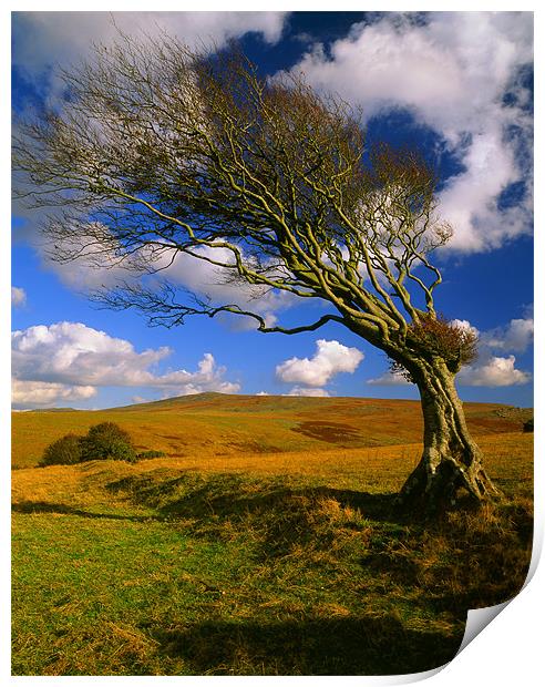 Hawthorn Tree,Prewley Moor Print by Darren Galpin