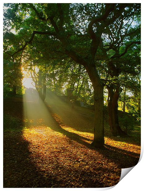 Light Rays in the Park Print by Darren Galpin