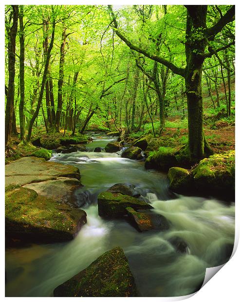 Golitha Falls,Bodmin Moor,Cornwall Print by Darren Galpin