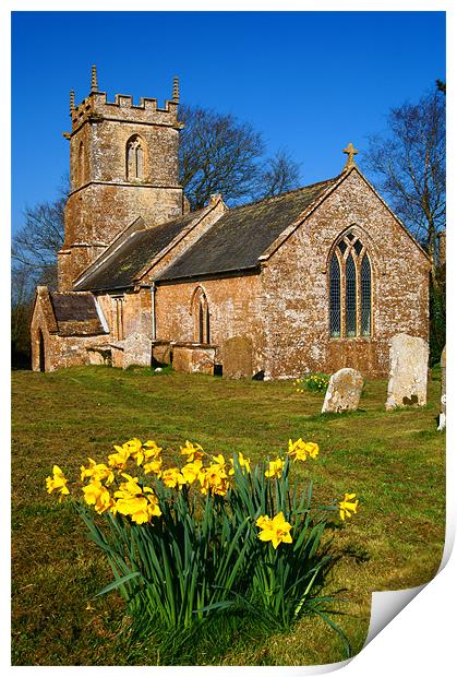 St Andrews Church & Daffodils, Burstock, Dorset Print by Darren Galpin