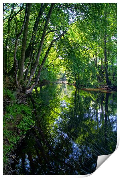 Beeley Wood & River Don in Sheffield Print by Darren Galpin