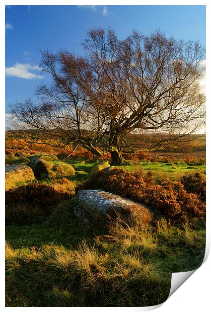 Lone Tree on Lawrence Field Print by Darren Galpin