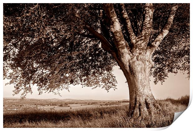 Beech Tree in Sepia Print by Darren Galpin