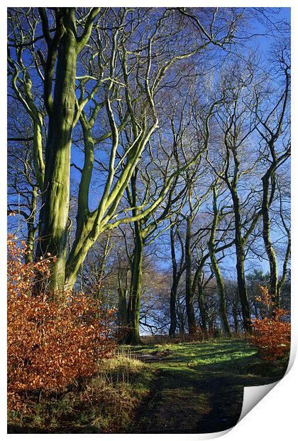 Longshaw Woods Print by Darren Galpin
