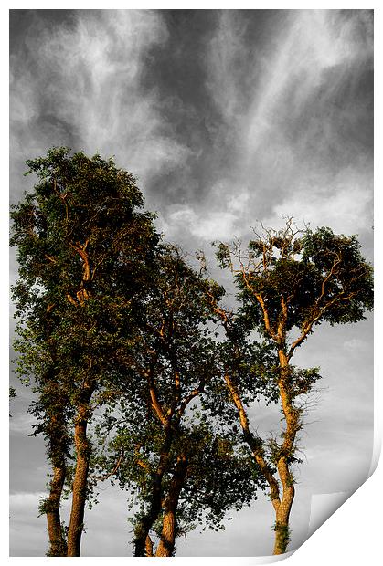 Scots Pine Trees Print by Darren Galpin