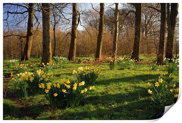 Graves Park Daffodils, Sheffield Print by Darren Galpin