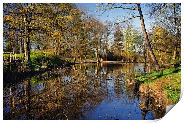 Graves Park Pond Print by Darren Galpin