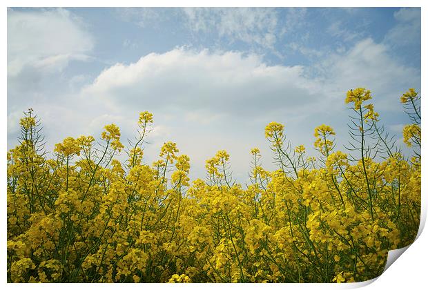 Rapeseed field,South Yorkshire Print by Darren Galpin