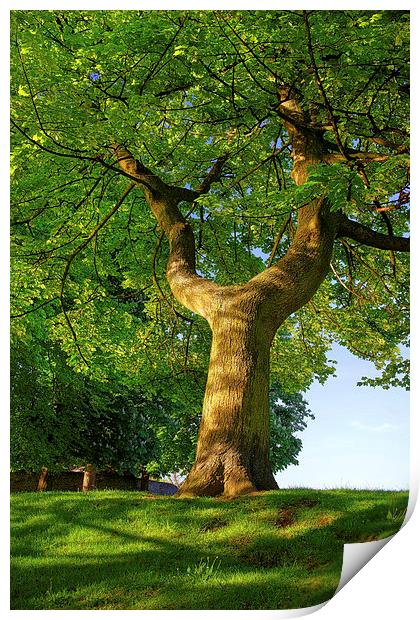 Y Shaped Tree, Hillsborough Park,Sheffield Print by Darren Galpin