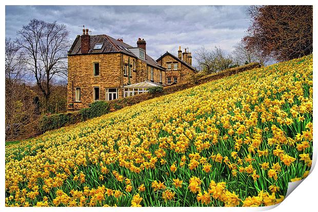 Field of Daffodils Print by Darren Galpin
