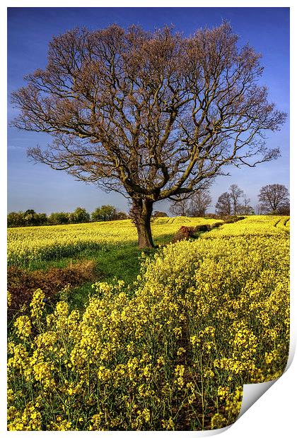 Rapeseed field and Lone Tree  Print by Darren Galpin