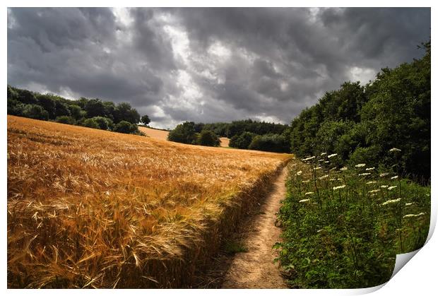 Barley Fields and Footpath, Eckington              Print by Darren Galpin