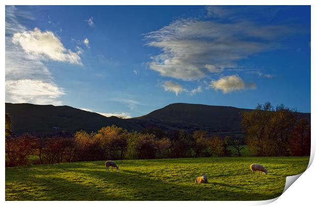 Sheep Grazing in Hope Valley                       Print by Darren Galpin