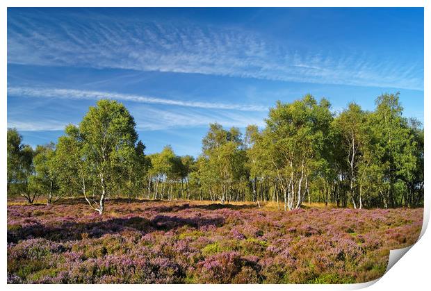 Surprise View Heather & Silver Birch               Print by Darren Galpin