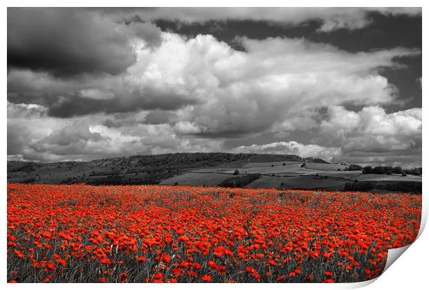 Poppy Field near Baslow,Derbyshire                 Print by Darren Galpin