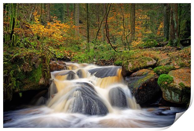 Wyming Brook in Autumn                             Print by Darren Galpin