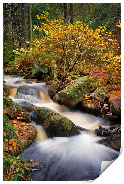 Wyming Brook in Autumn                             Print by Darren Galpin