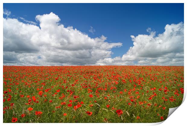 Poppies and Clouds                       Print by Darren Galpin
