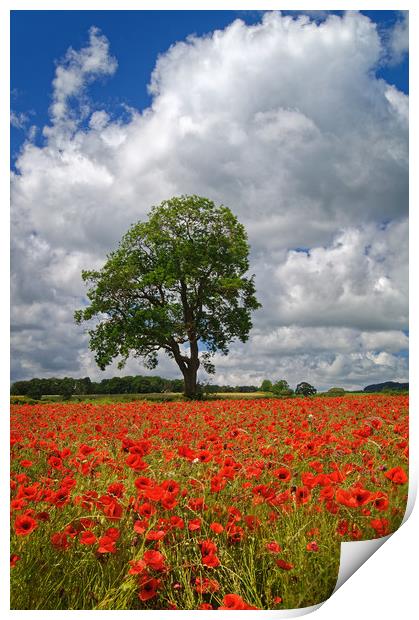 Baslow Poppies                    Print by Darren Galpin