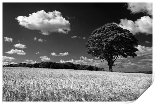 Barley Field and Lone Tree                         Print by Darren Galpin