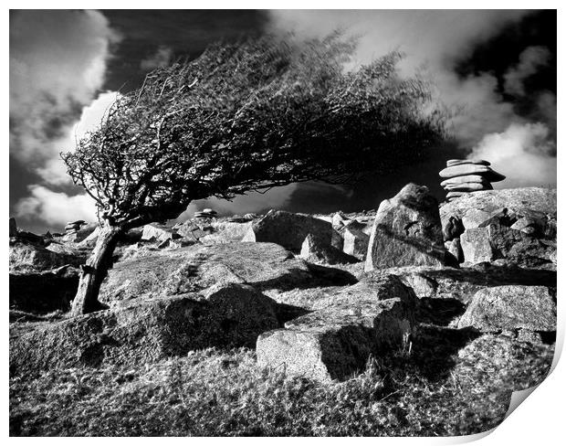 Windswept Tree on Stowes Hill Print by Darren Galpin