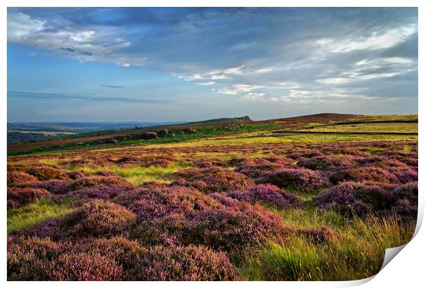 Heather around Over Owler Tor                      Print by Darren Galpin