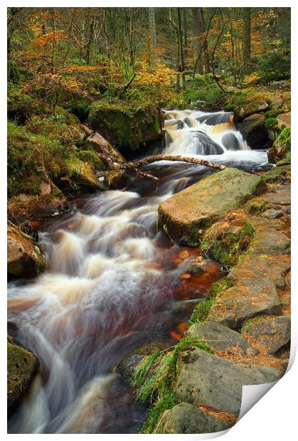 Wyming Brook in Autumn                        Print by Darren Galpin