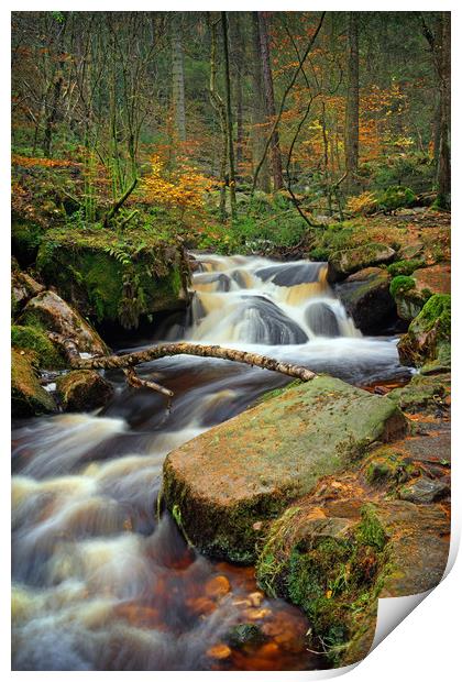 Wyming Brook in Autumn                             Print by Darren Galpin