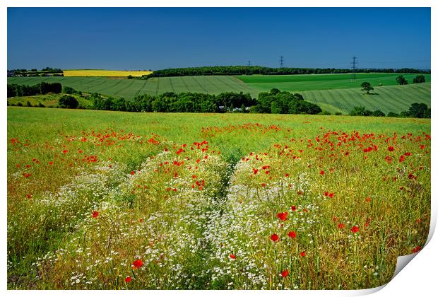 Poppies and Chamomile                              Print by Darren Galpin