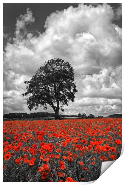 Baslow Poppies Print by Darren Galpin