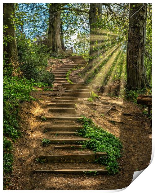 Woodland Staircase Print by Darren Ball