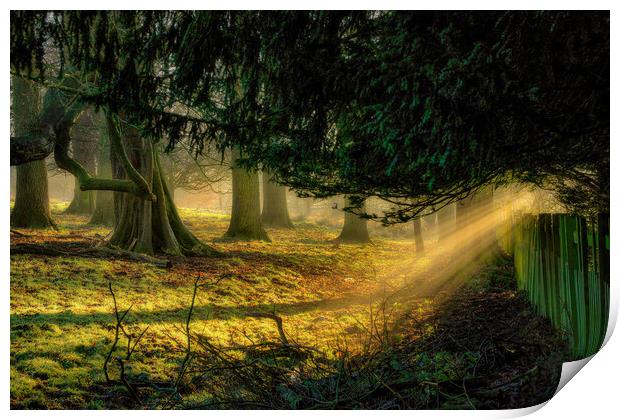 Beaming Print by Darren Ball