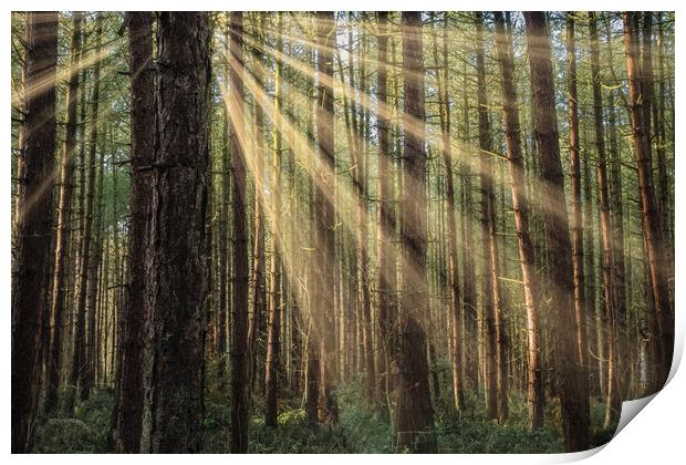 Sherwood Forest Print by Darren Ball
