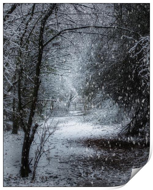 Snow is falling Print by Darren Ball
