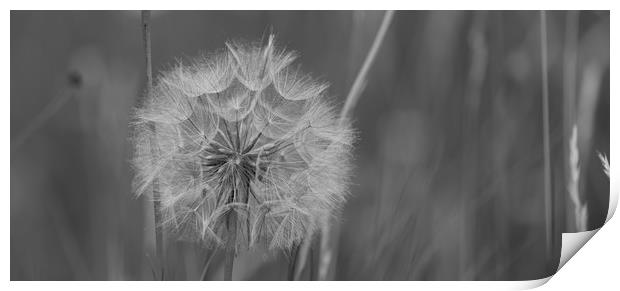 the goats beard seed head Print by kevin murch
