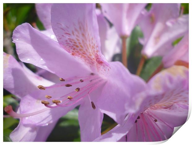 Rhododendron Print by Tim O Driscoll