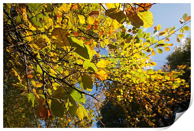 Autumn Colours Print by Mark Kendrick