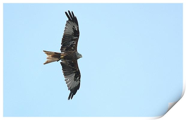 Red Kite against a blue sky Print by Paul Judge