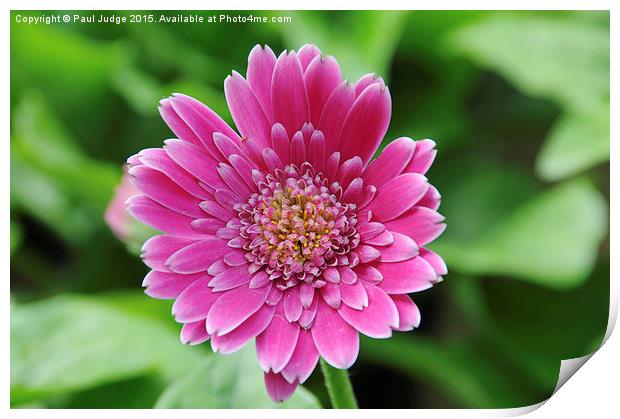  Gerbera Print by Paul Judge