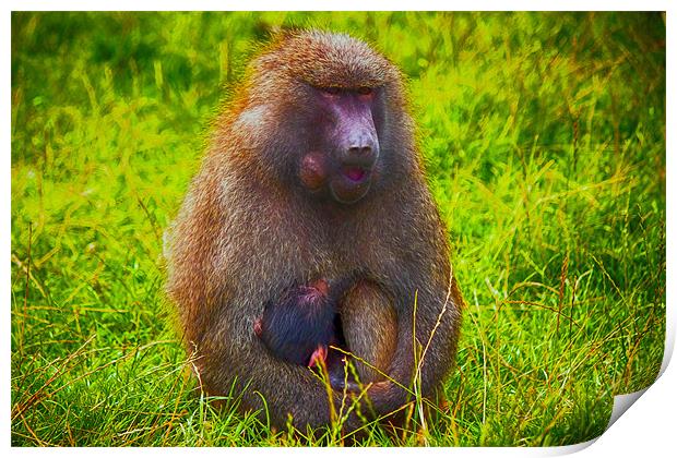 Baboon and Baby Print by paul jenkinson