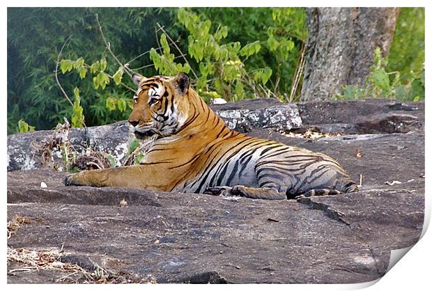 Tiger Resting Print by Norwyn Cole