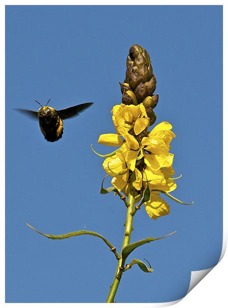 Bee & Peanut Butter Cassia Print by Norwyn Cole