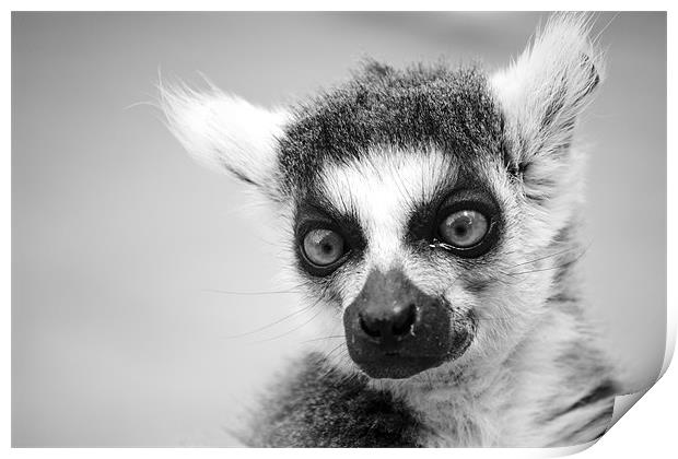 Ring Tailed Lemur Print by Hayley Newton