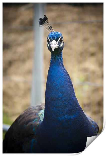 Peacock Print by Hayley Newton