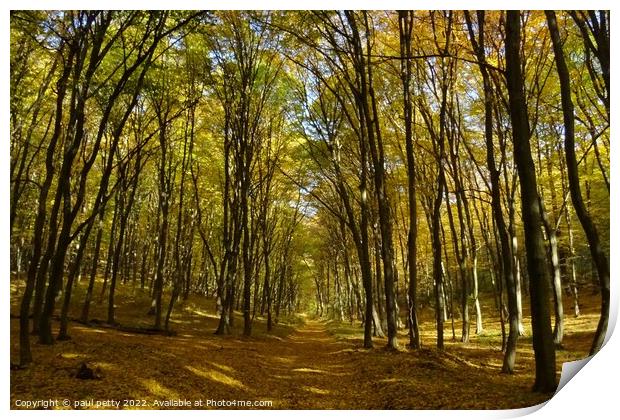 Autumn Woodlands, Slovakia Print by paul petty