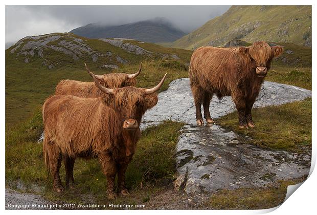 Highland Cattle Print by paul petty
