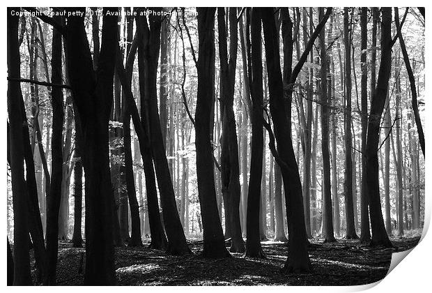  woods Print by paul petty
