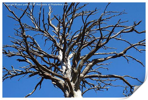 dead tree blue sky Print by paul petty
